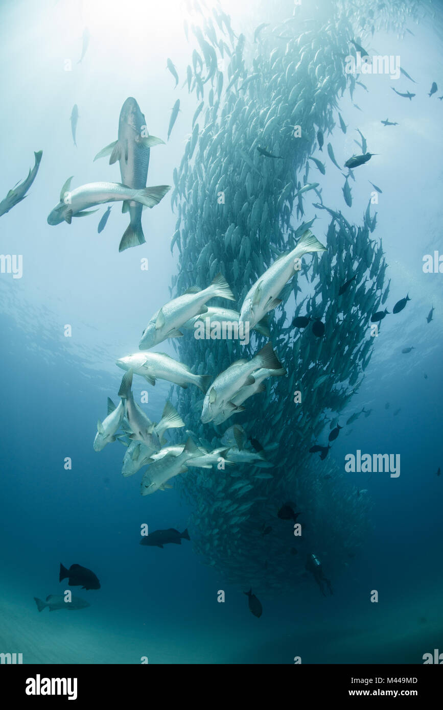 School of jack fish, underwater view, Cabo San Lucas, Baja California Sur, Mexico, North America Stock Photo