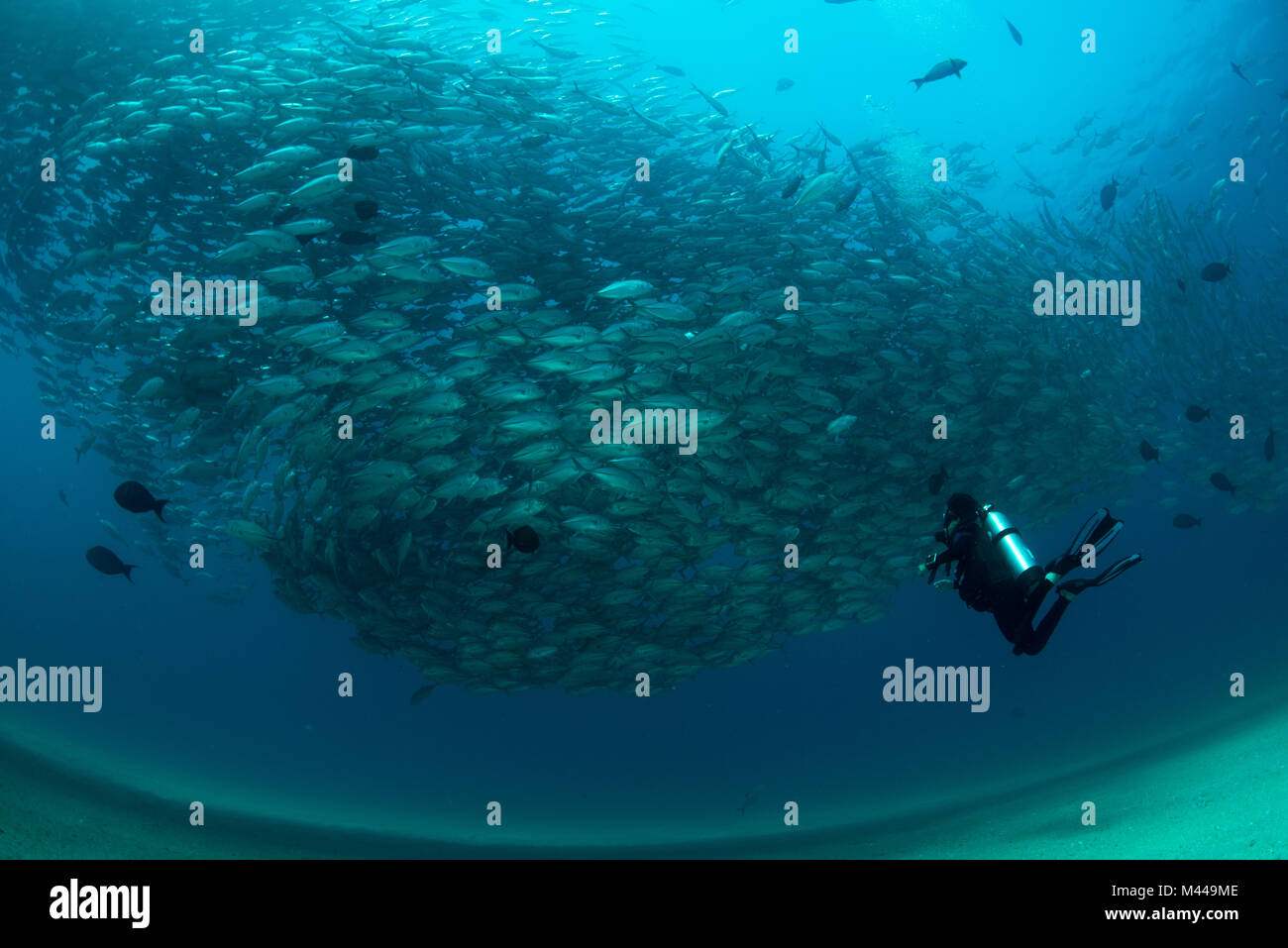 Diver swimming with school of jack fish, underwater view, Cabo San Lucas, Baja California Sur