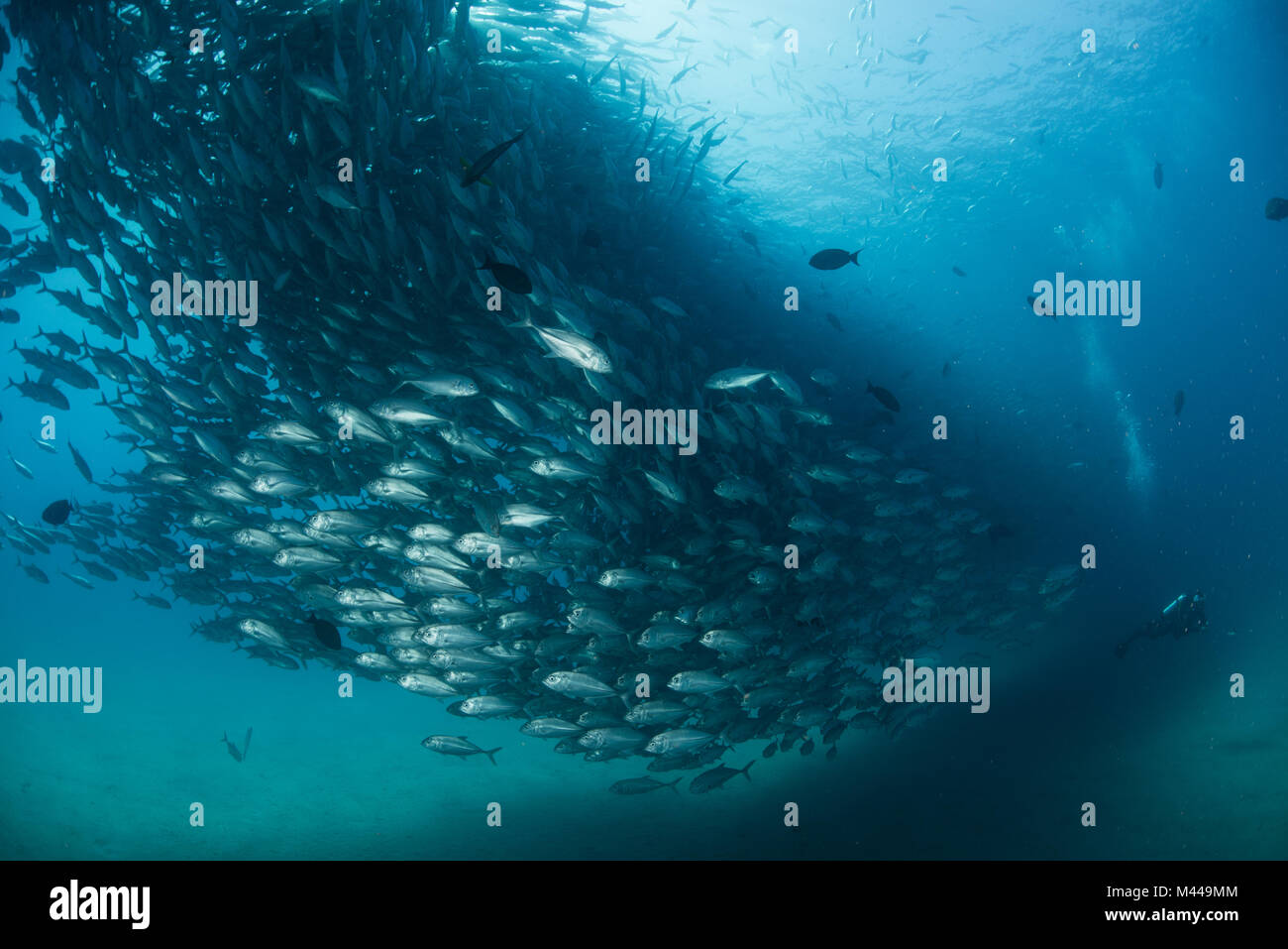 Diver swimming with school of jack fish, underwater view, Cabo San Lucas, Baja California Sur