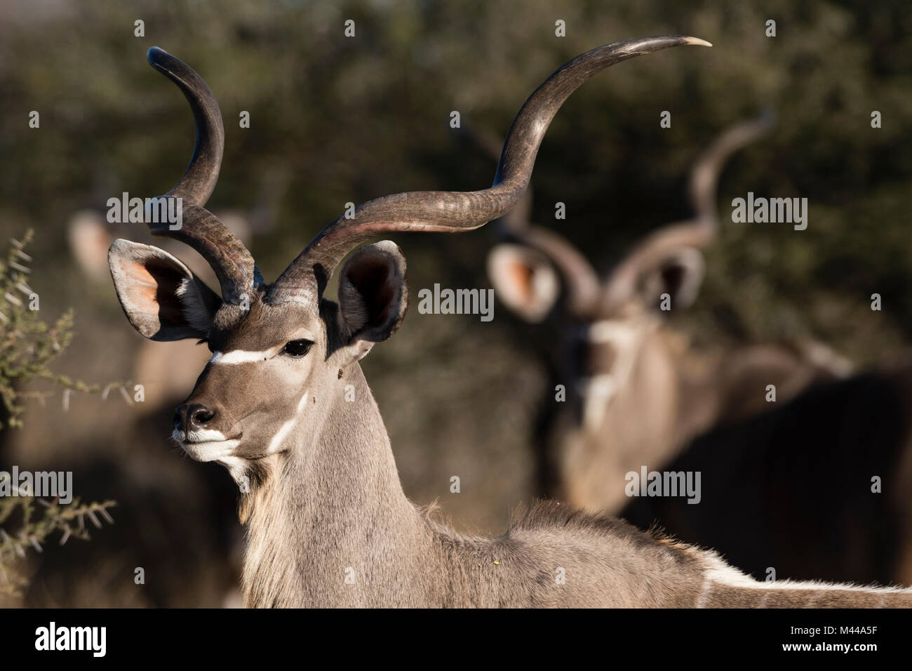 Portrait of a greater kudu (Tragelaphus strepsiceros), Kalahari, Botswana Stock Photo