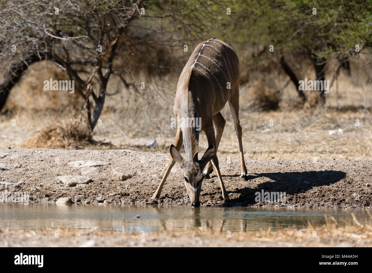 Greater kudu (Tragelaphus strepsiceros) drinking at watering hole, Kalahari, Botswana Stock Photo