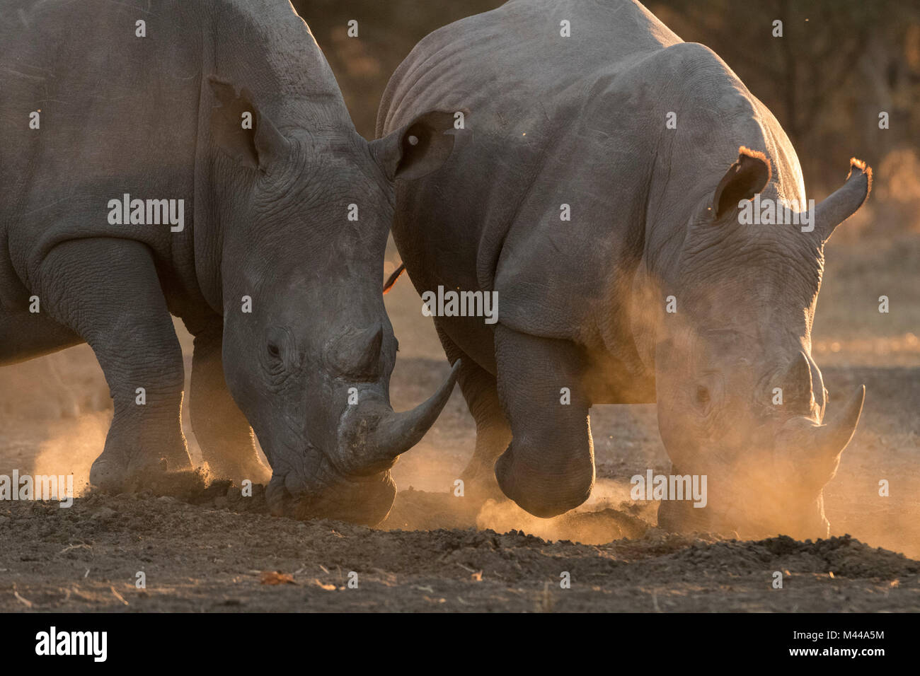 Two white rhinoceroses (Ceratotherium simum) pawing dust, Kalahari, Botswana Stock Photo