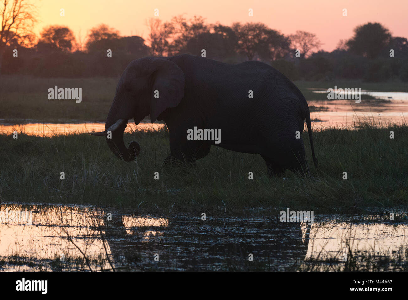 African elephant (Loxodonta africana), at sunset,  Khwai Conservation Area, Okavango Delta, Botswana Stock Photo