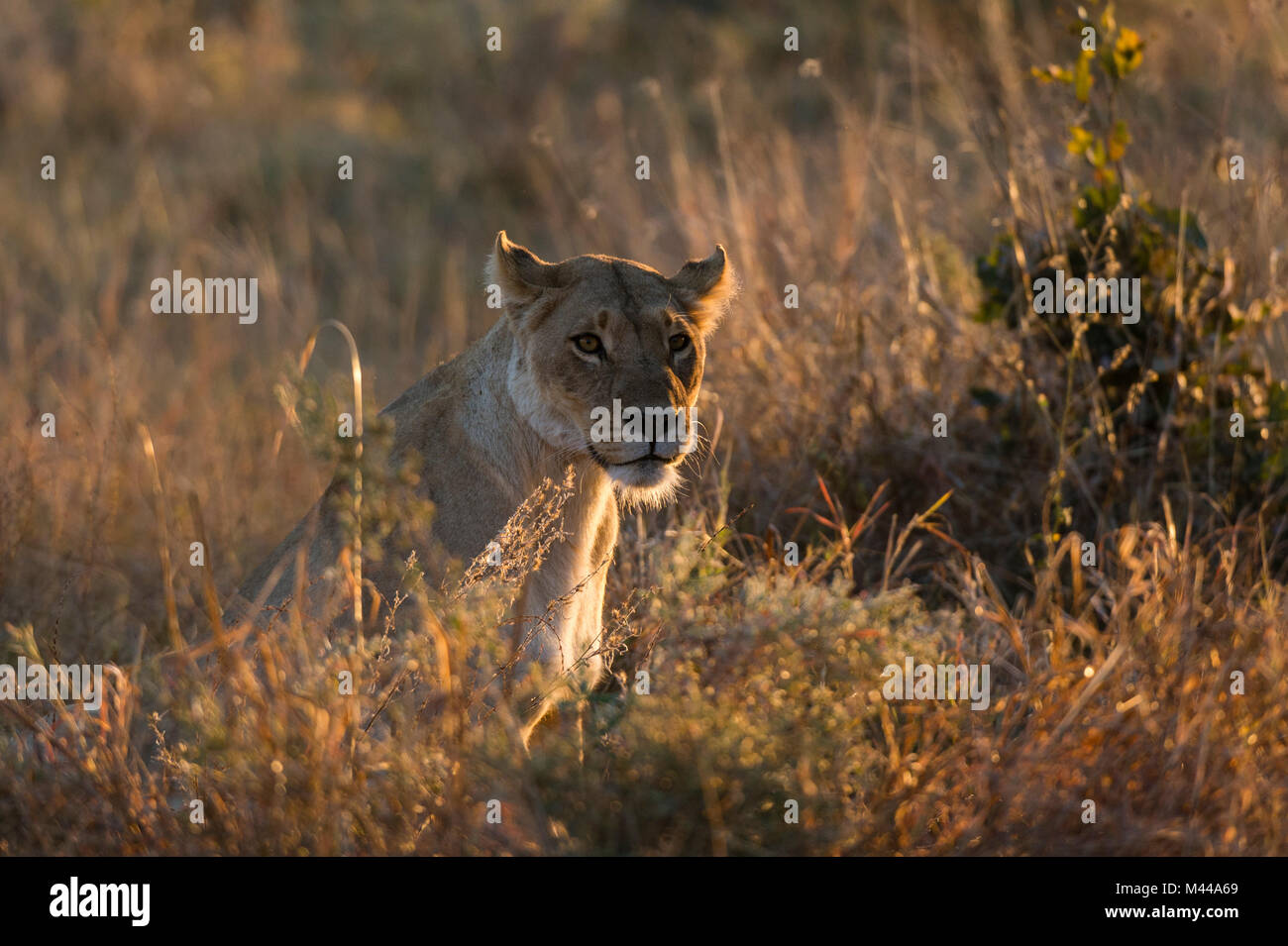 Lioness (Panthera leo) resting in grassland, Khwai Conservation Area, Okavango Delta, Botswana Stock Photo