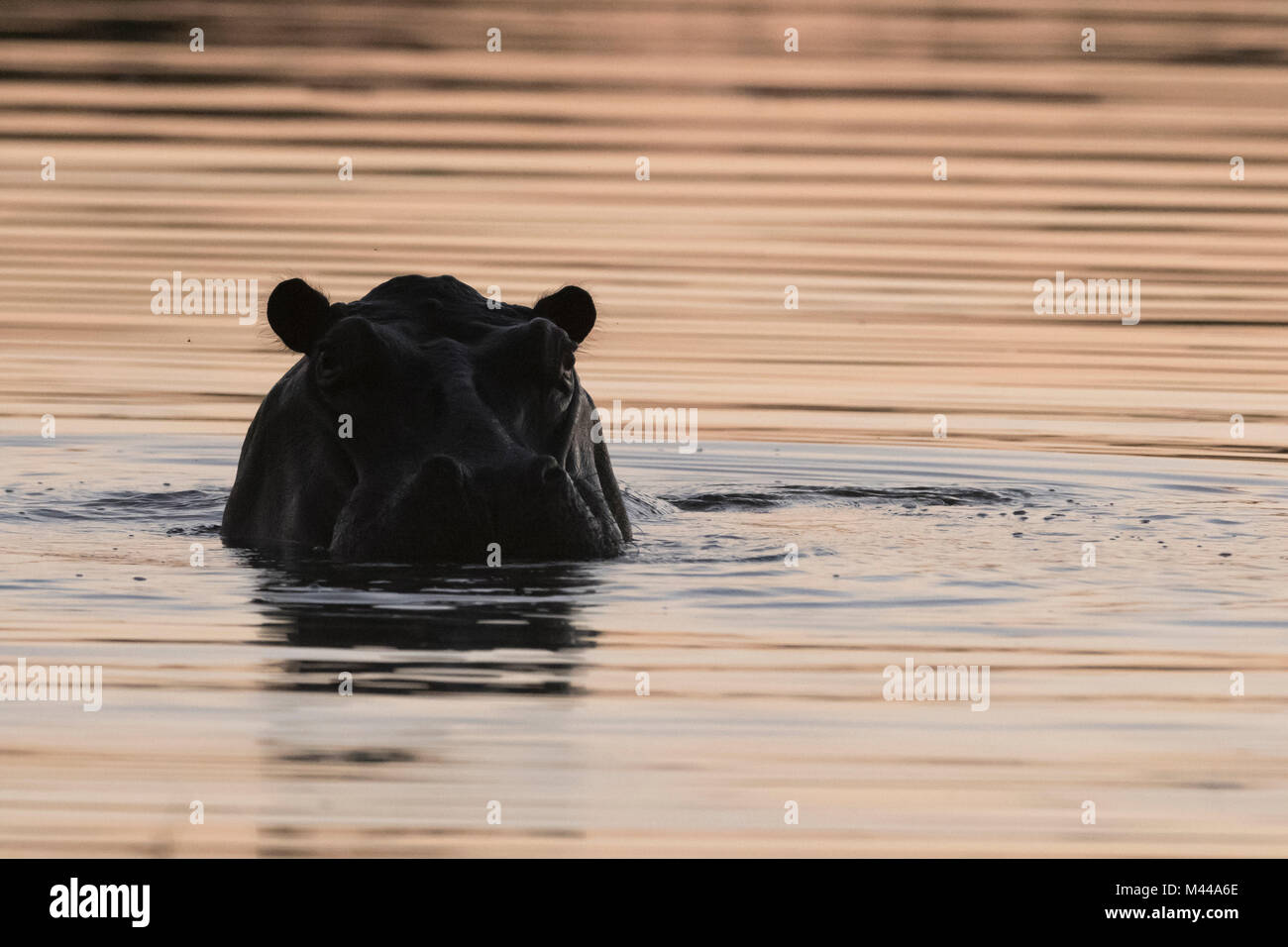 Hippopotamus (Hippopotamus amphibius) emerging from the river Kwai at dusk. Okavango Delta, Botswana Stock Photo