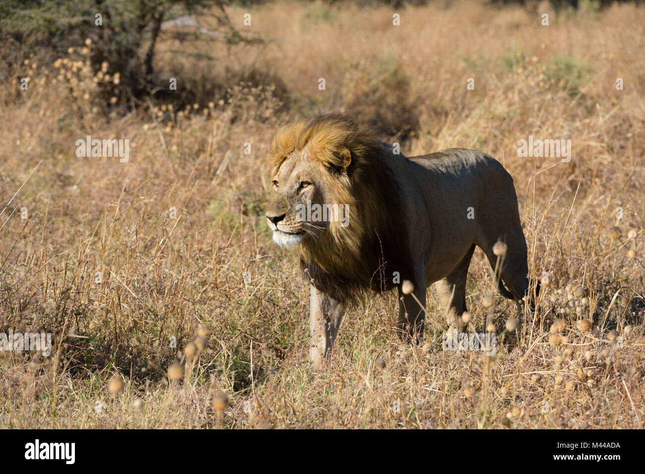 Lion (Panthera leo) walking in grassland, Savuti, Chobe National Park, Botswana Stock Photo