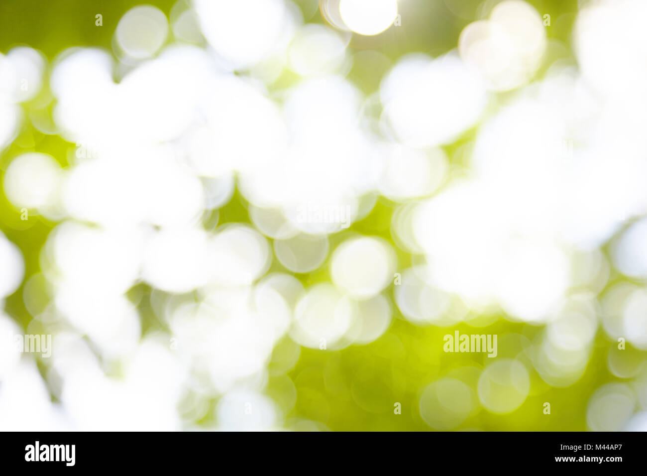 Fuzzy leaves as a background Stock Photo