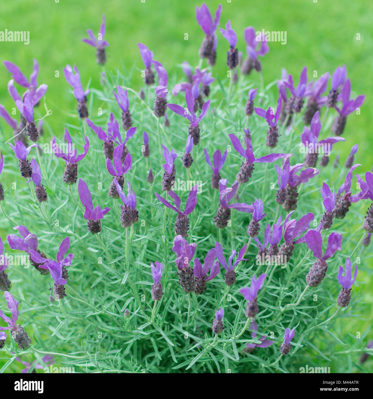 nice lavender in sunlight Stock Photo Alamy