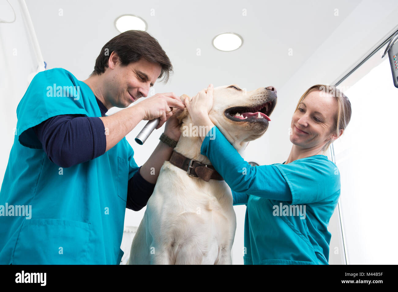 Vets giving labrador retriever ear checkup Stock Photo