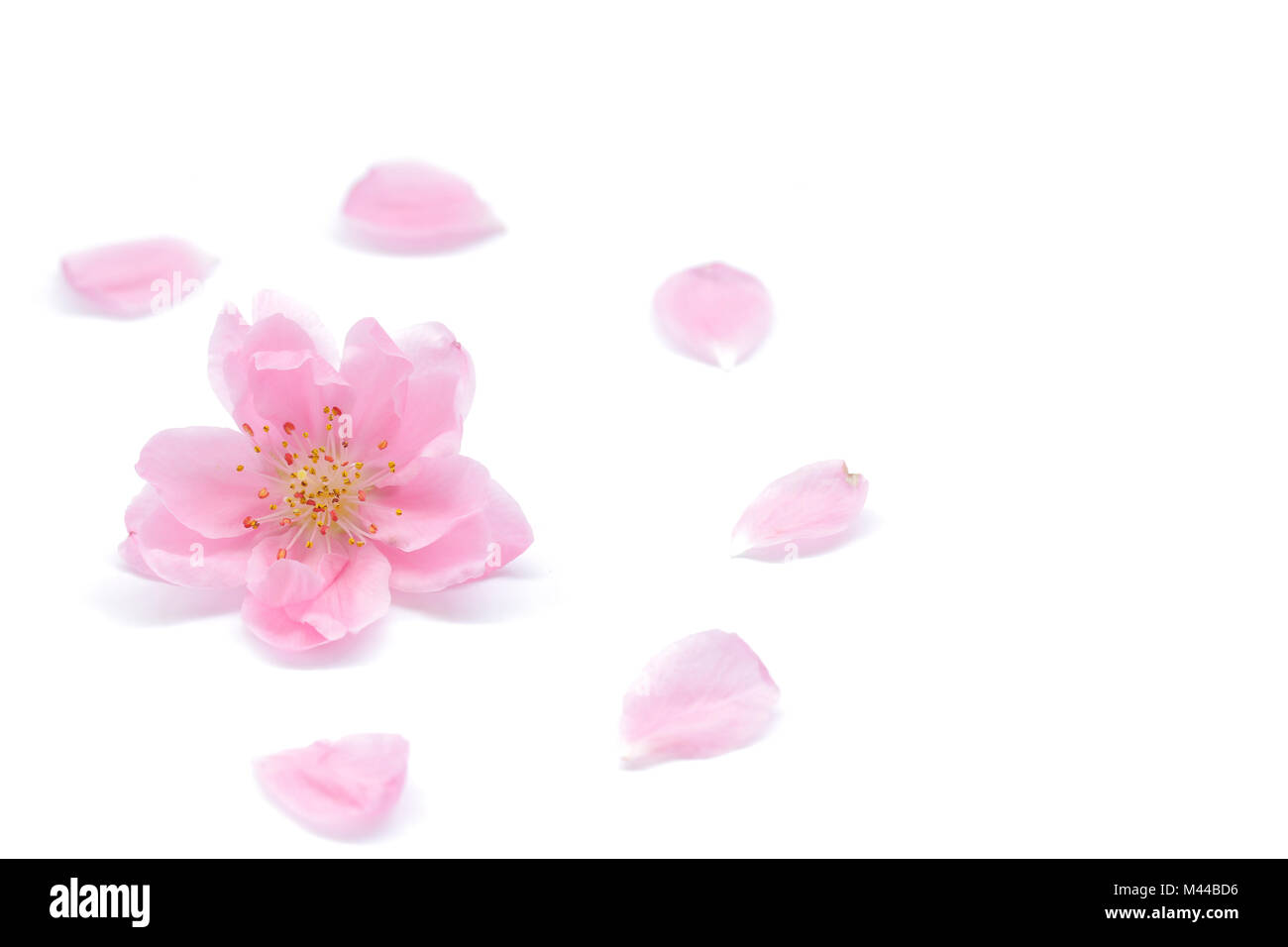 Peach flower petals deals