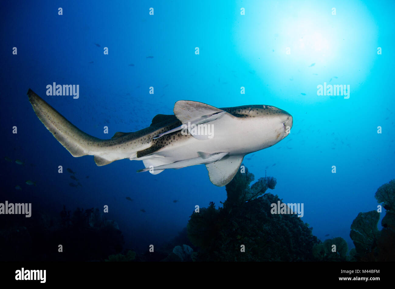 Zebra shark (Stegostoma fasciatum) swimming above the reef in Mergui Archipelago, Myanmar (Burma) Underwater photography Stock Photo