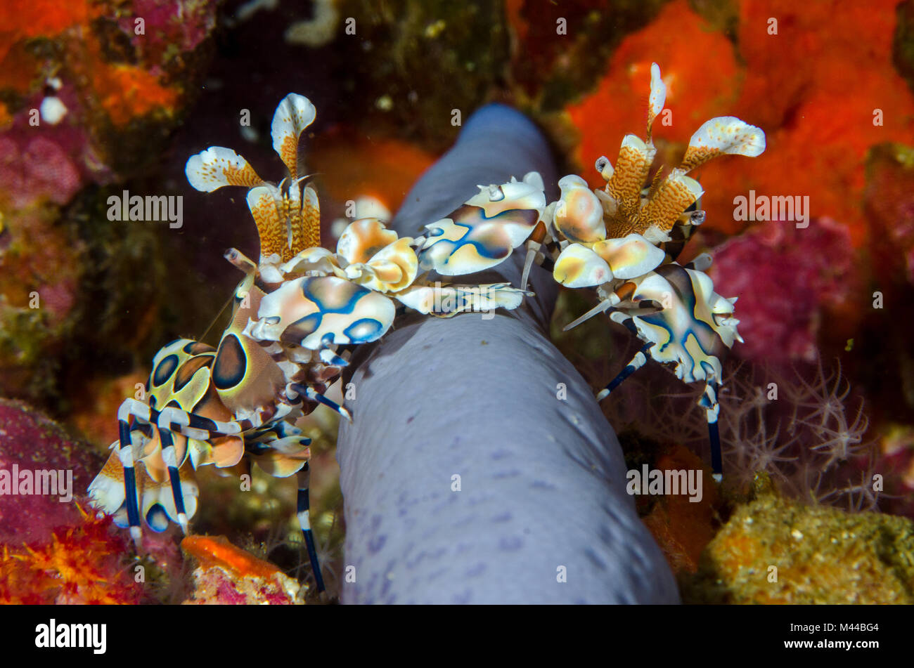 Couple of Hymenocera picta, known as harlequin shrimps, eating a blue seastar (Linckia laevigata) on the coral reefs in the Indian Ocean Stock Photo
