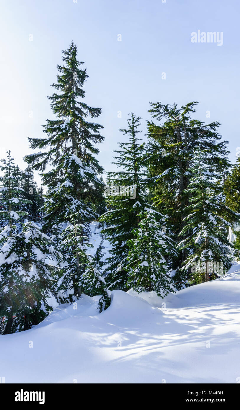 Spruce trees covered with snow in the winter forest on sunny day Stock ...