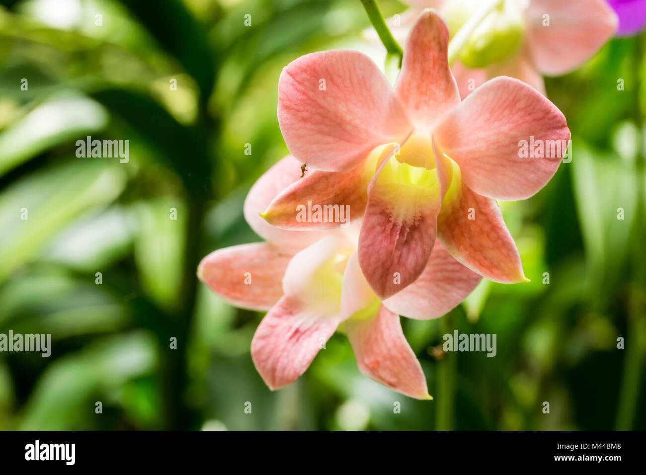 Closeup light pink orchid flower in flower plant Stock Photo