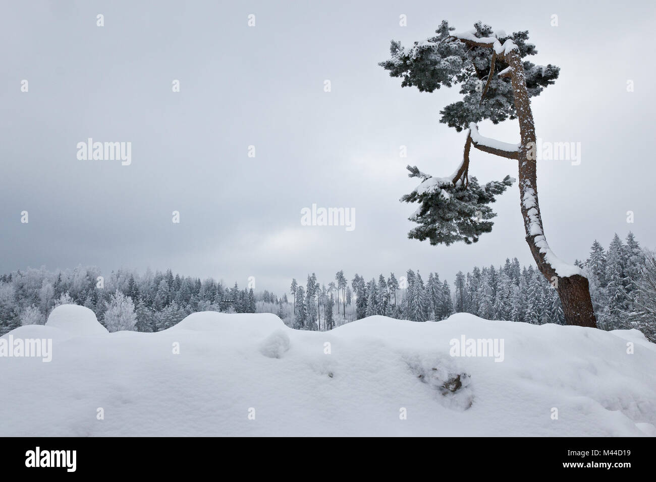 Skiing area in Madona, Latvia Stock Photo - Alamy
