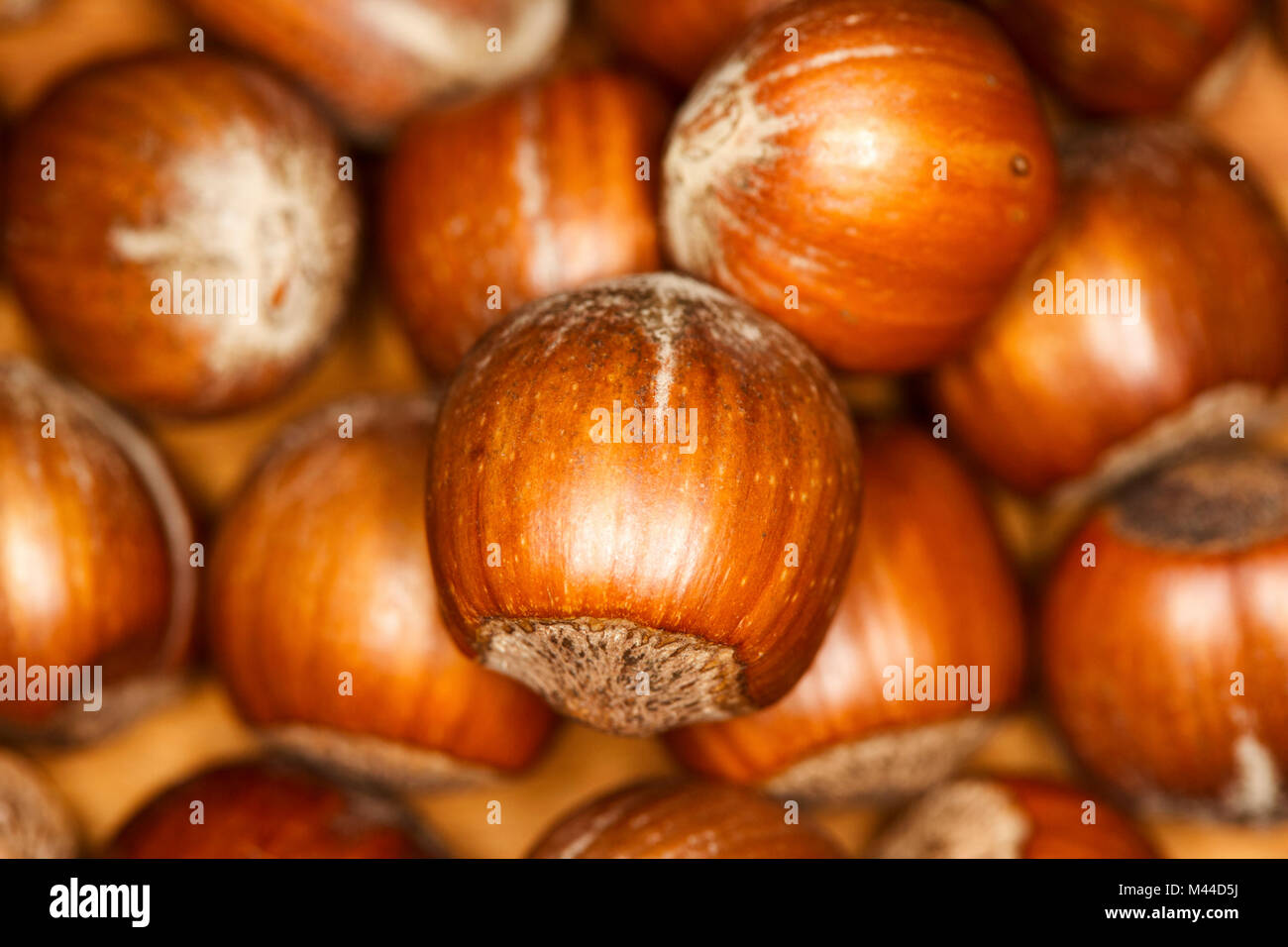pile of hazelnuts in shell Stock Photo