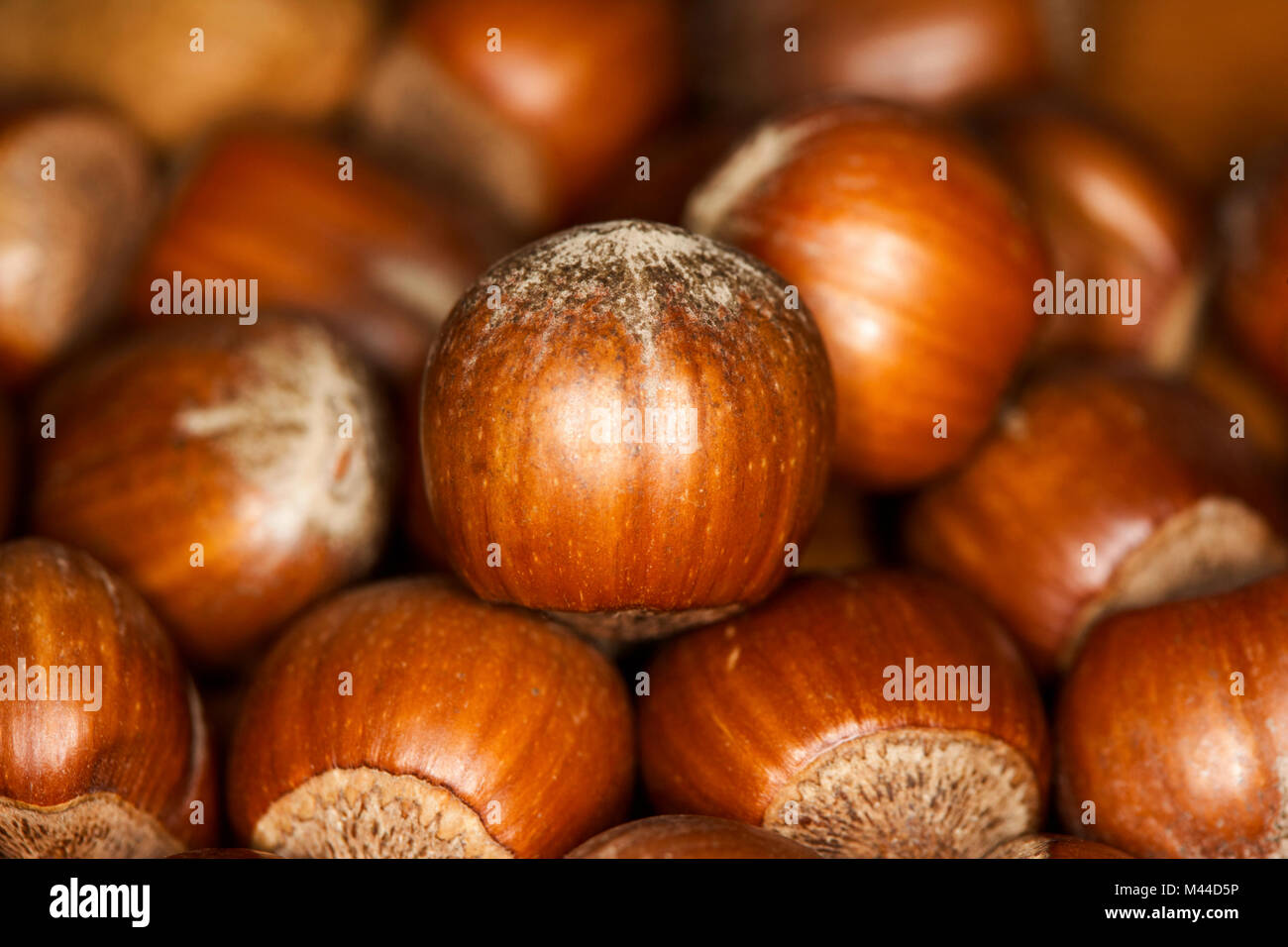 Hazelnut in shell hires stock photography and images Alamy