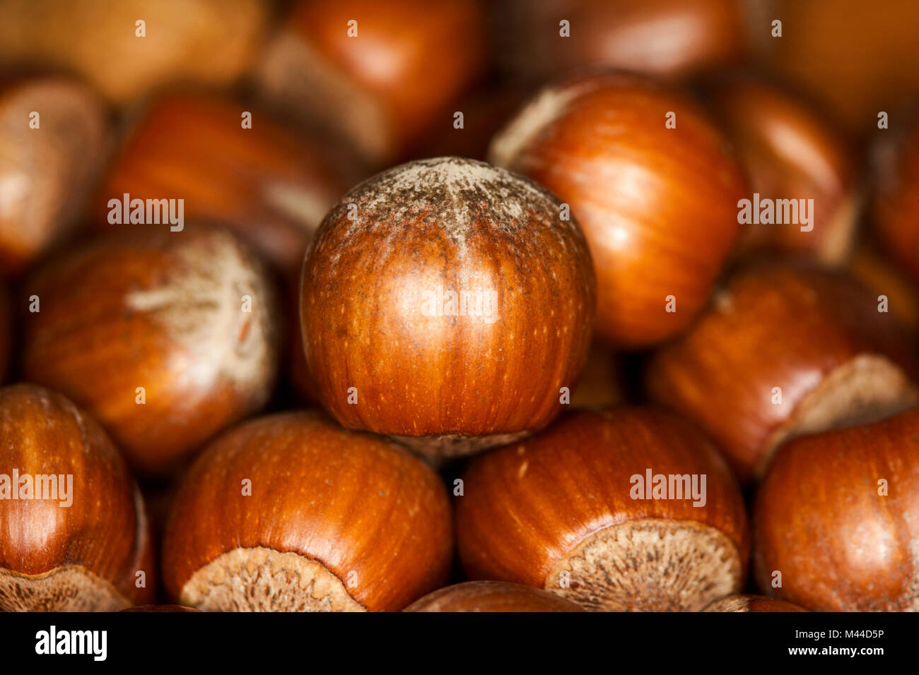 pile of hazelnuts in their shells Stock Photo