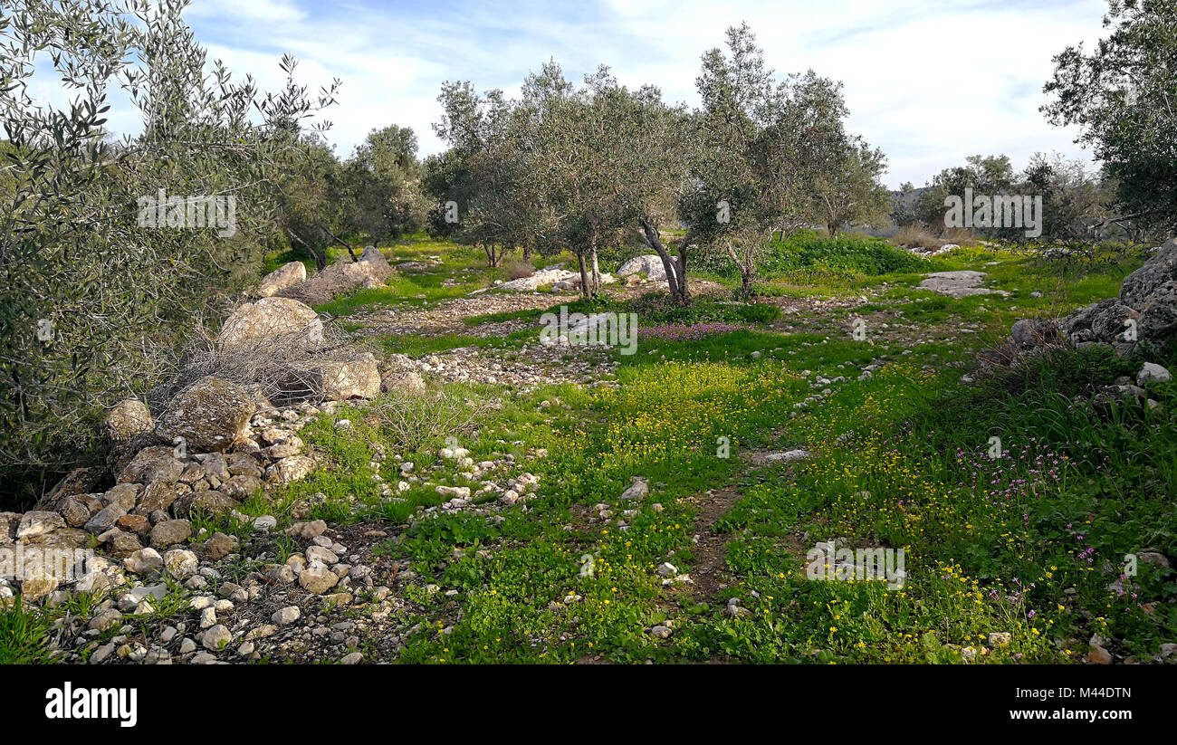 Olive garden in the mountains of Israel. Stock Photo