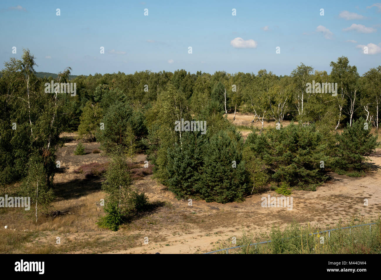 Scotch Pines and birches growing on sandy ground  in Wilderness Lieberose Heath. Stock Photo