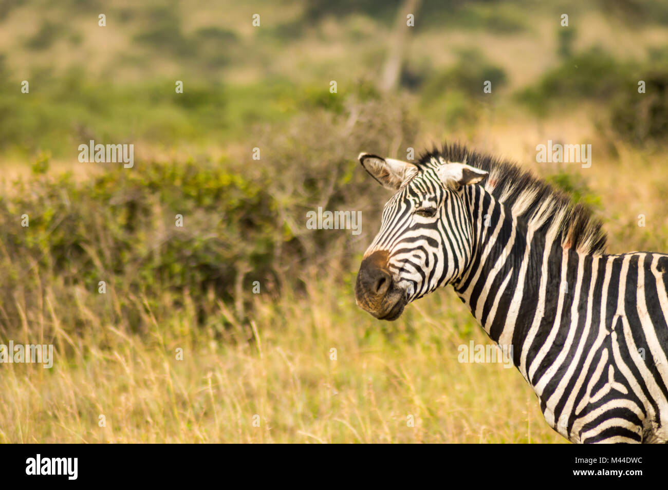 Zebra with ears down and a funny mimicry in the parkland of Nairobi Kenya Stock Photo
