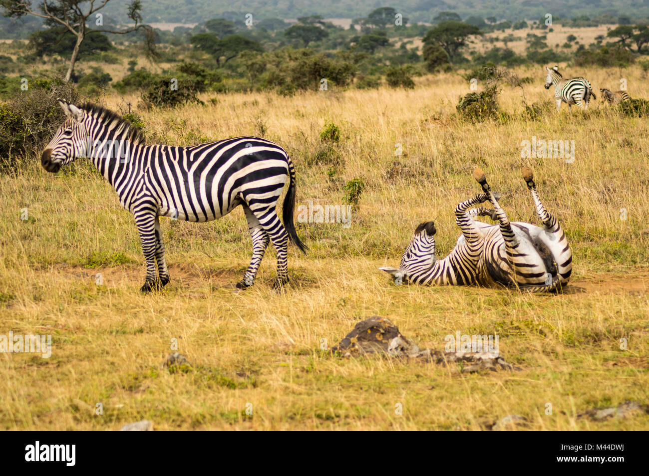 Rolling on the ground hi-res stock photography and images - Alamy