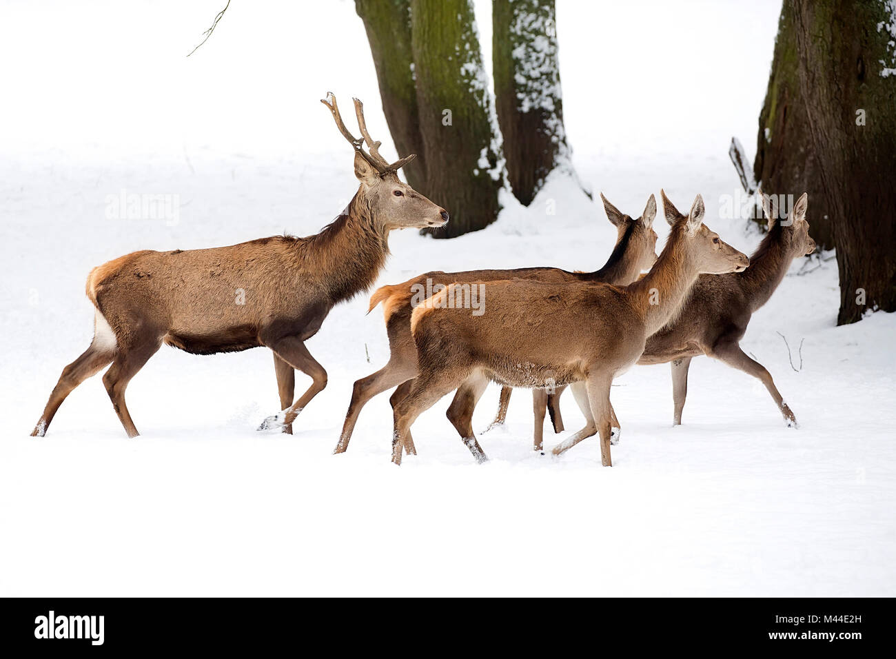 Red deer with family on the run in winter Stock Photo