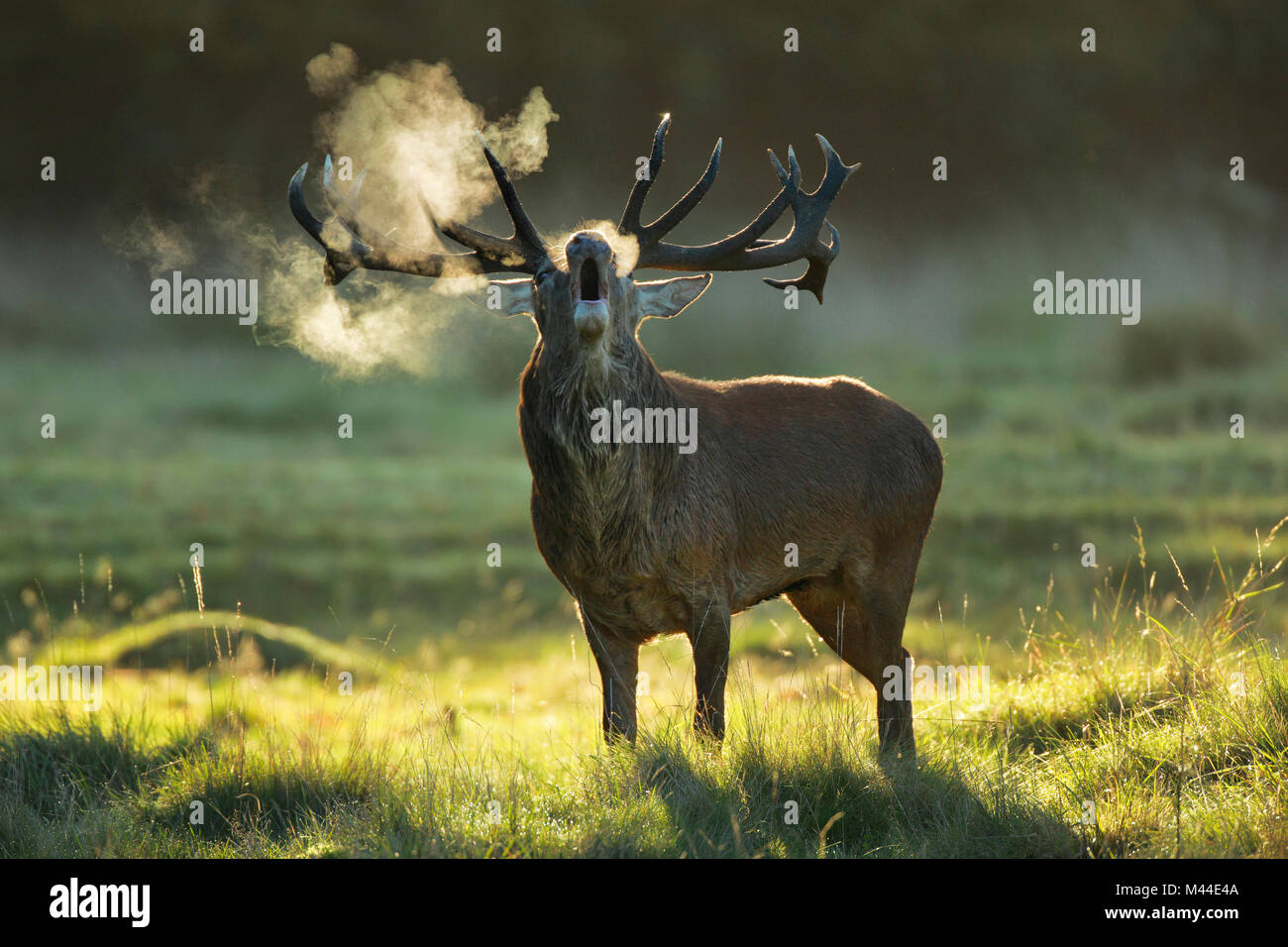Red Deer (Cervus elaphus). Stag bellowing at sunrise during rut, Richmond Park, London, England Stock Photo
