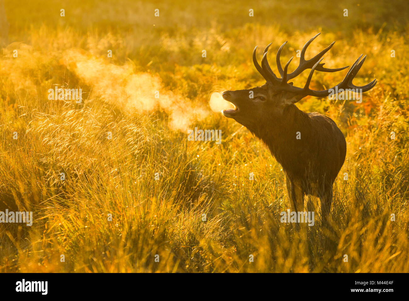 Red Deer (Cervus elaphus). Stag bellowing at sunrise during rut, Richmond Park, London, England Stock Photo