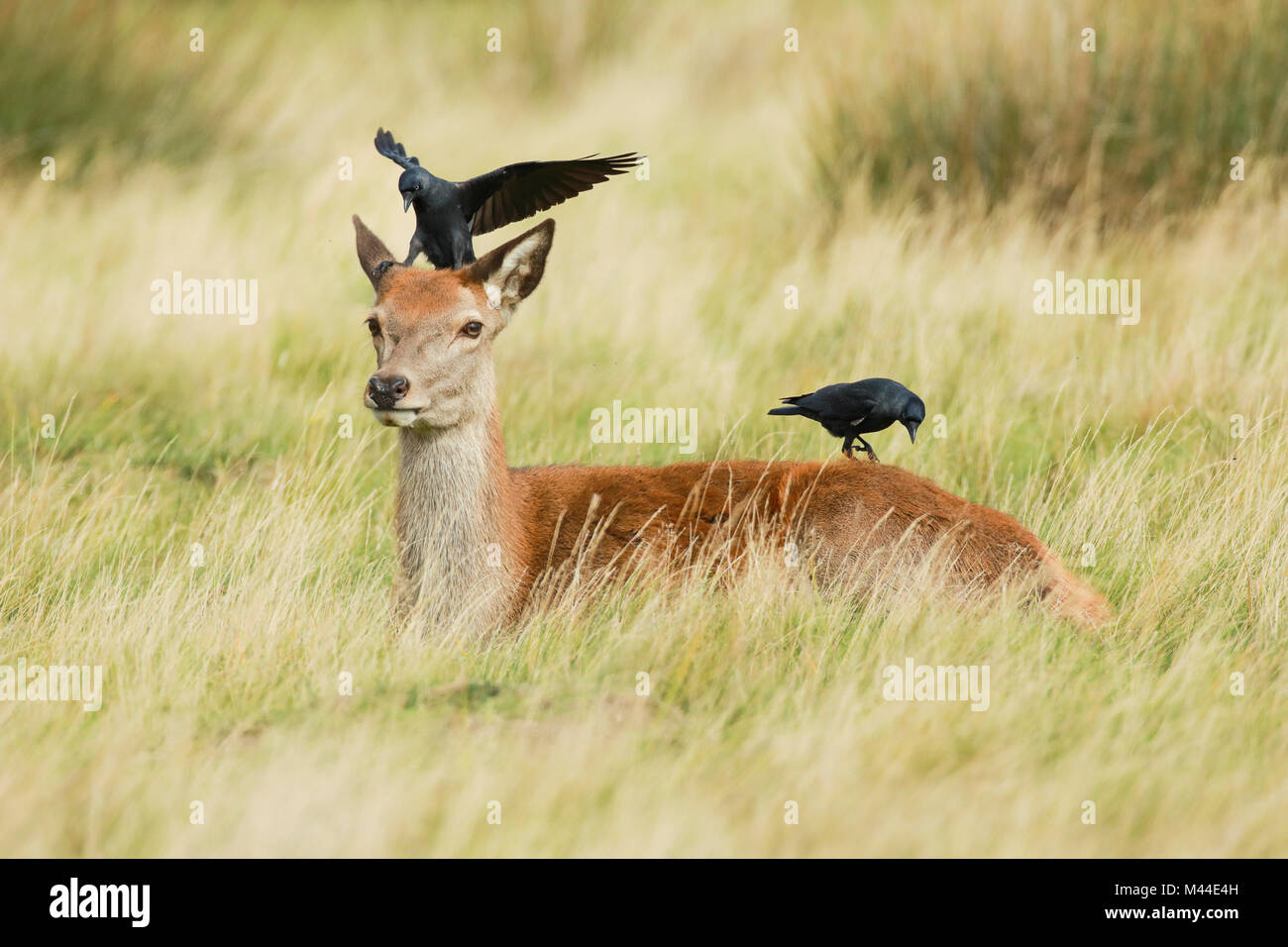 Red Deer (Cervus elaphus). Hind lying, with Jackdaws (Corvus monedula) on its head. Richmond Park, London, England Stock Photo