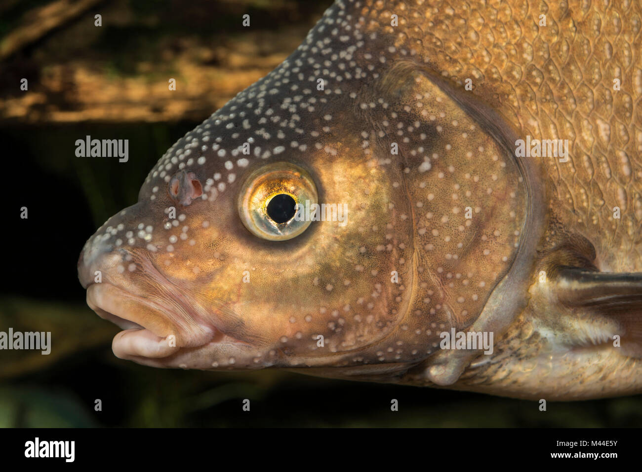Common Bream (Abramis brama). Adult under water at breeding season, portrait. Sale in German-speaking countries only Stock Photo