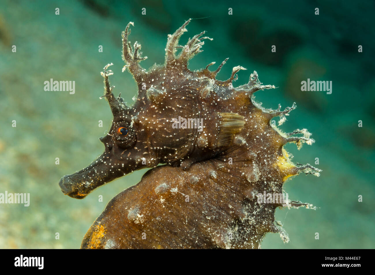 European Sea Horse, Long-snouted Sea Horse (Hippocampus guttulatus), portrait. Croatia Stock Photo