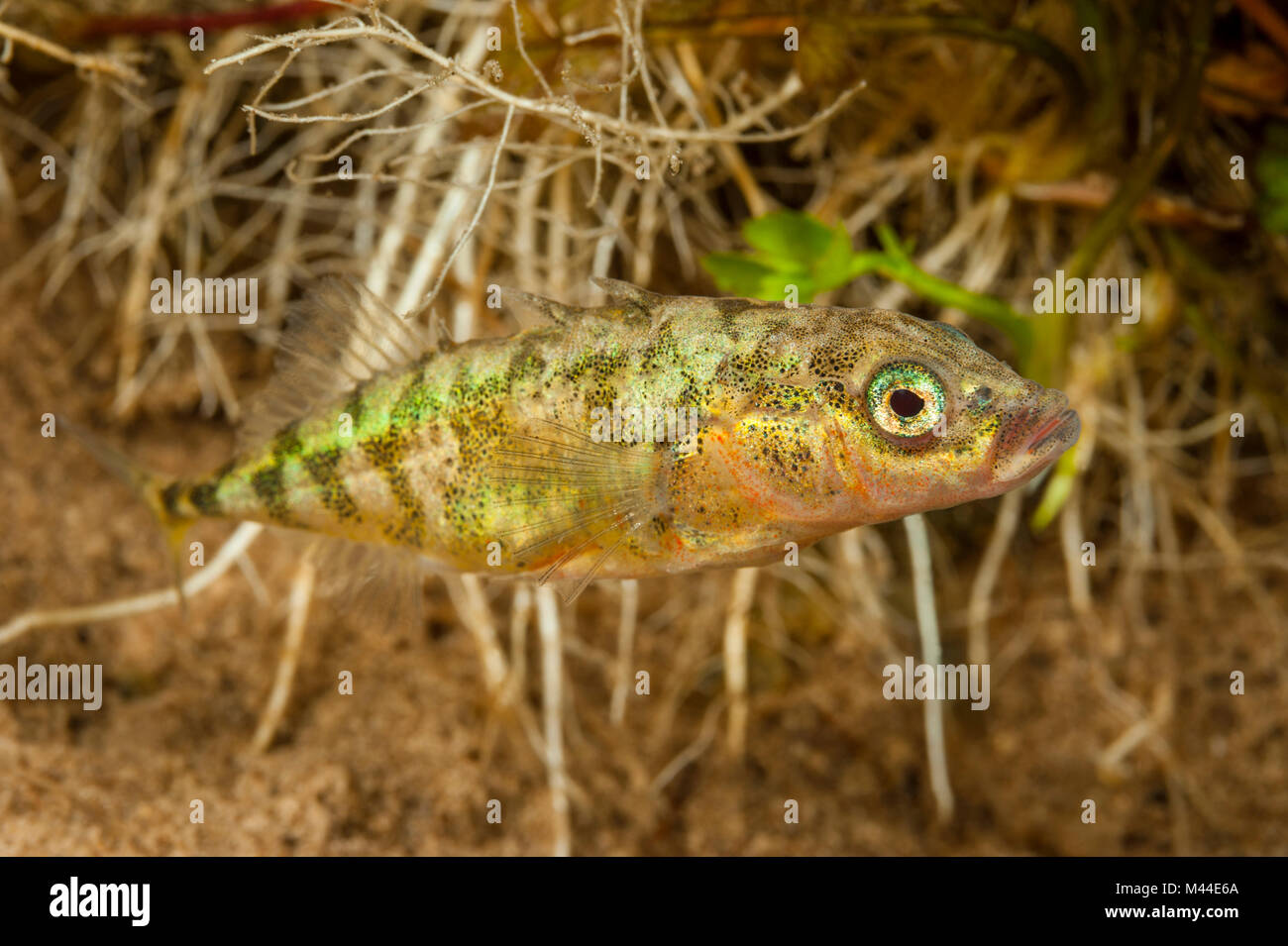 Three-spined Stickleback (Gasterosteus aculeatus). Male under water. Germany Stock Photo