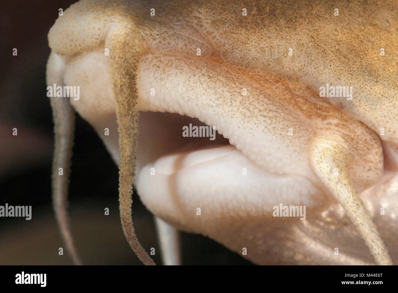 Common Barbel (Barbus barbus). Close-up of mouth. Germany Stock Photo