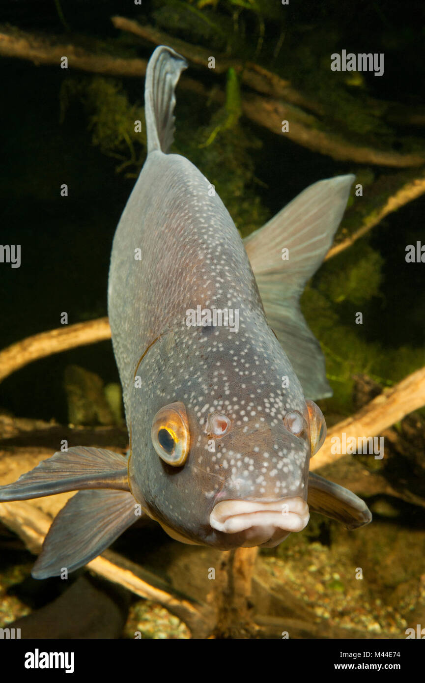 Common Bream (Abramis brama). Adult under water at breeding season. Sale in German-speaking countries only Stock Photo