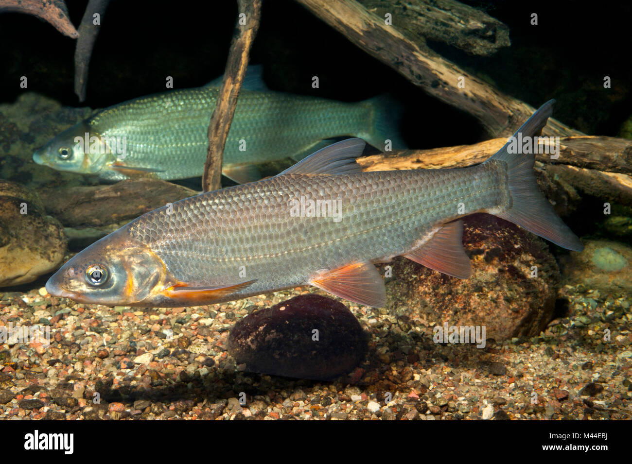 Common Nase (Chondrostoma nasus). Two adults under water. Germany Stock Photo