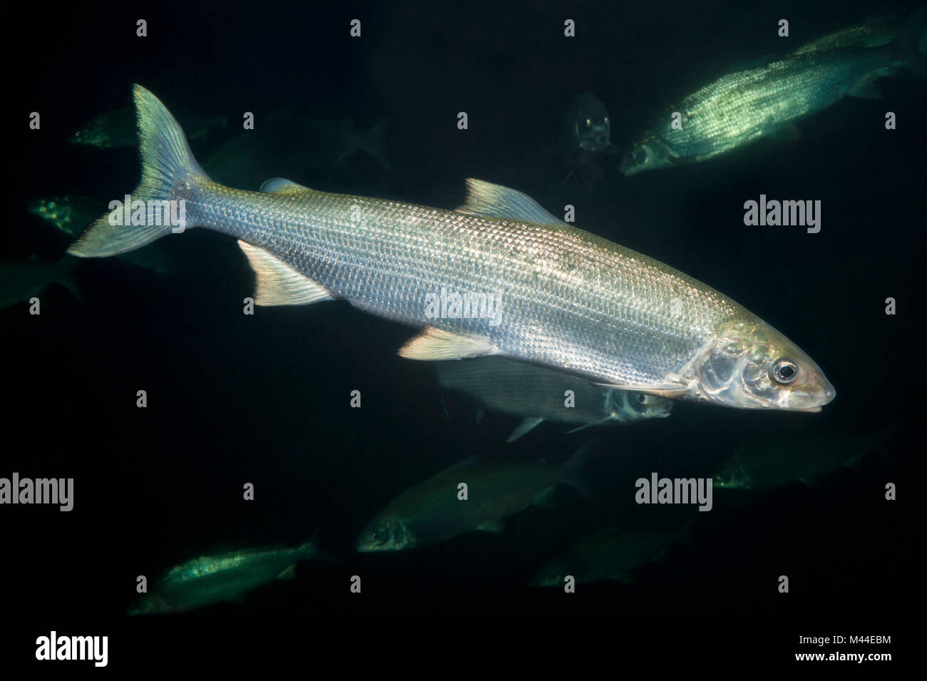 European Whitefish (Coregonus lavaretus, species complex) under water. Germany Stock Photo