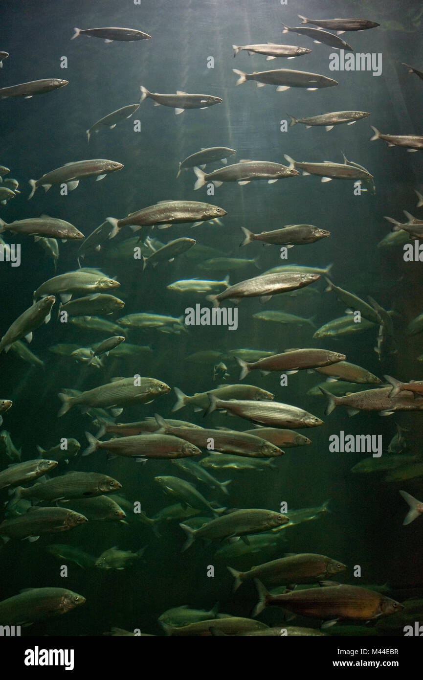 European Whitefish (Coregonus lavaretus, species complex). Swarm in a lake. Germany Stock Photo