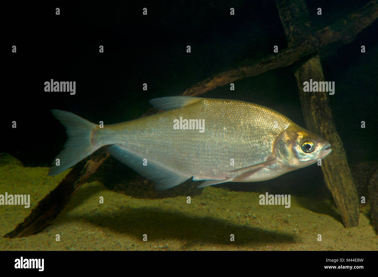Zope (Abramis ballerus). Adult under water. Germany Stock Photo