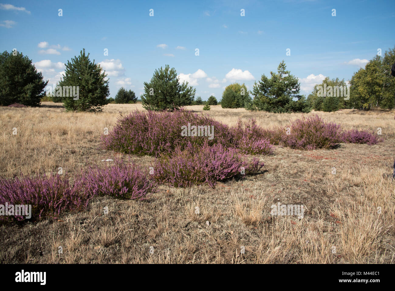 Picture of Lieberose Heath