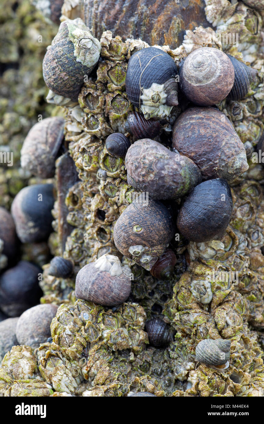 Common Periwinkles (Littorina littorea) and barnacles in the intertidal zone. North Sea, Germany Stock Photo