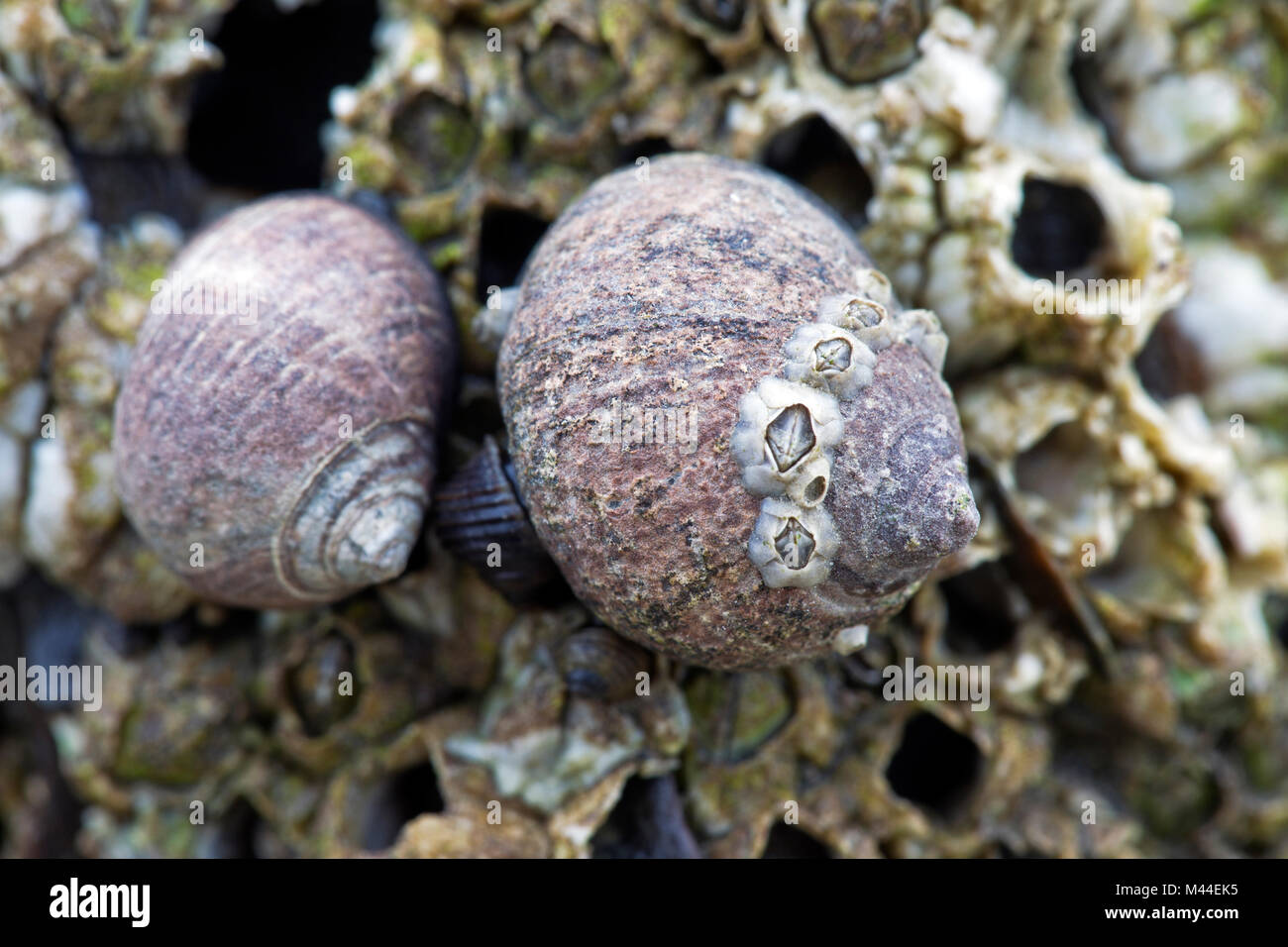 Common Periwinkles (Littorina littorea) and barnacles in the intertidal zone. North Sea, Germany Stock Photo