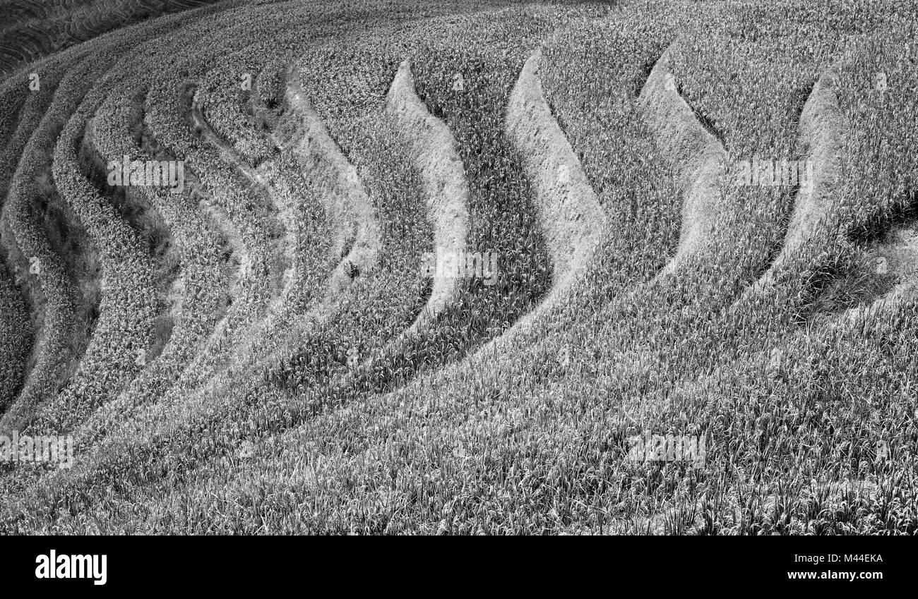 Black and white picture of rice terraces, natural abstract background. Stock Photo