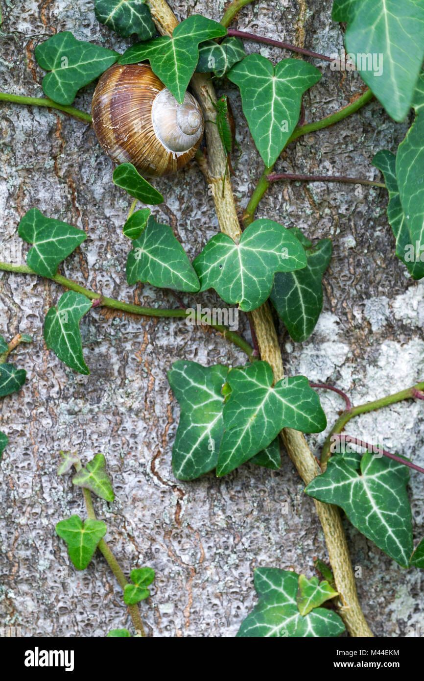 Burgundy Snail (Helix pomatia) resting between Ivy. Denmark Stock Photo