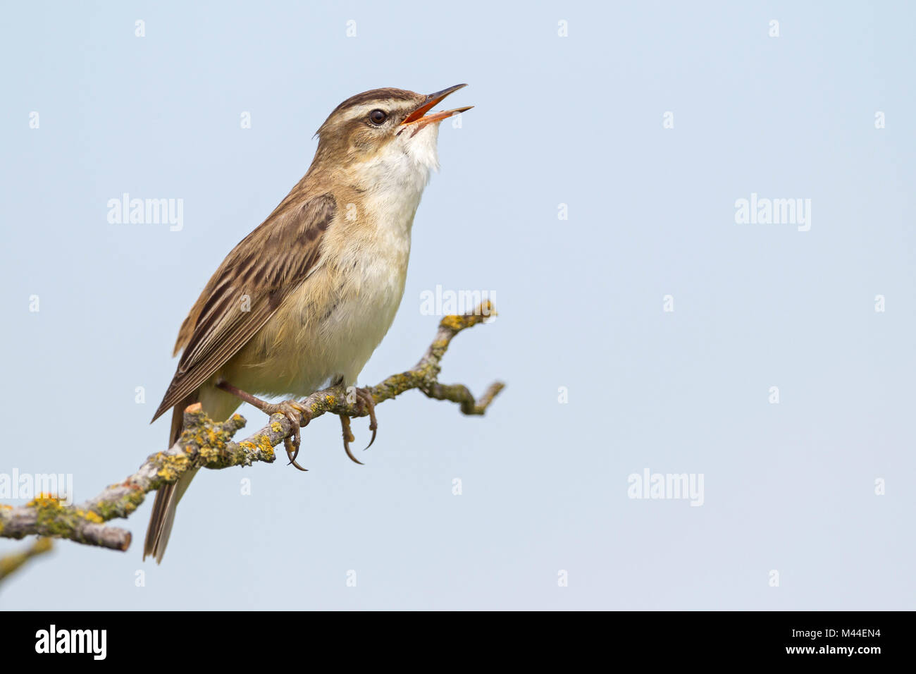 Sedge Warbler (Acrocephalus schoenobaenus). Male in song perched on a twig. Germany Stock Photo