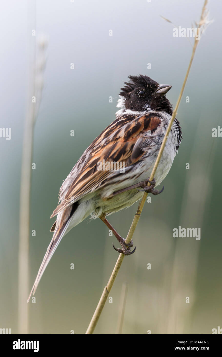 Reed Bunting (Emberiza schoeniclus). Male in breeding plumage on a reed stalk. Germany Stock Photo
