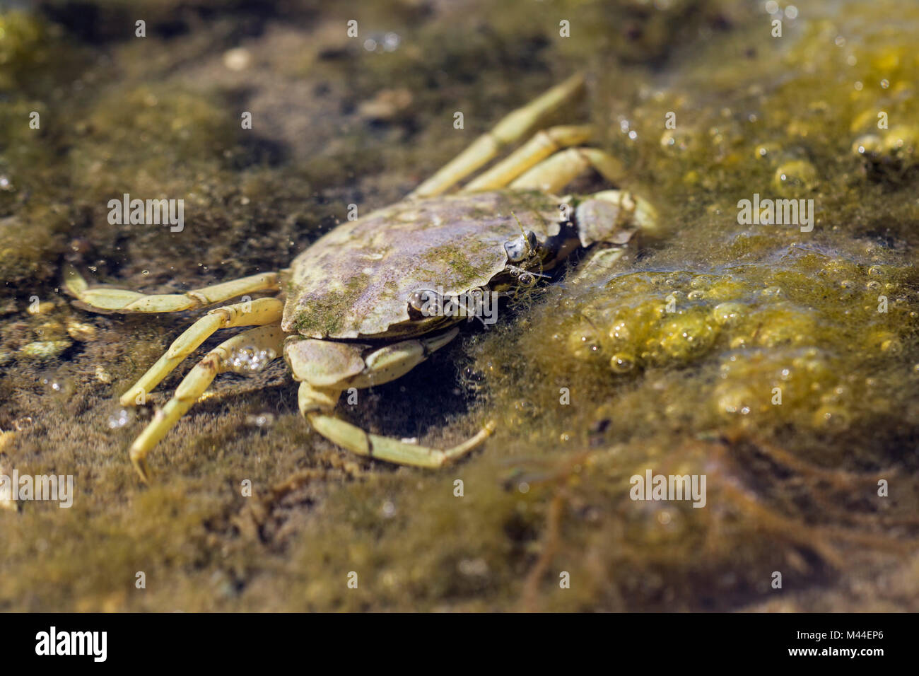 Shore Crab (Carcinus maenas) in a tide pool. North Sea, Germany Stock Photo