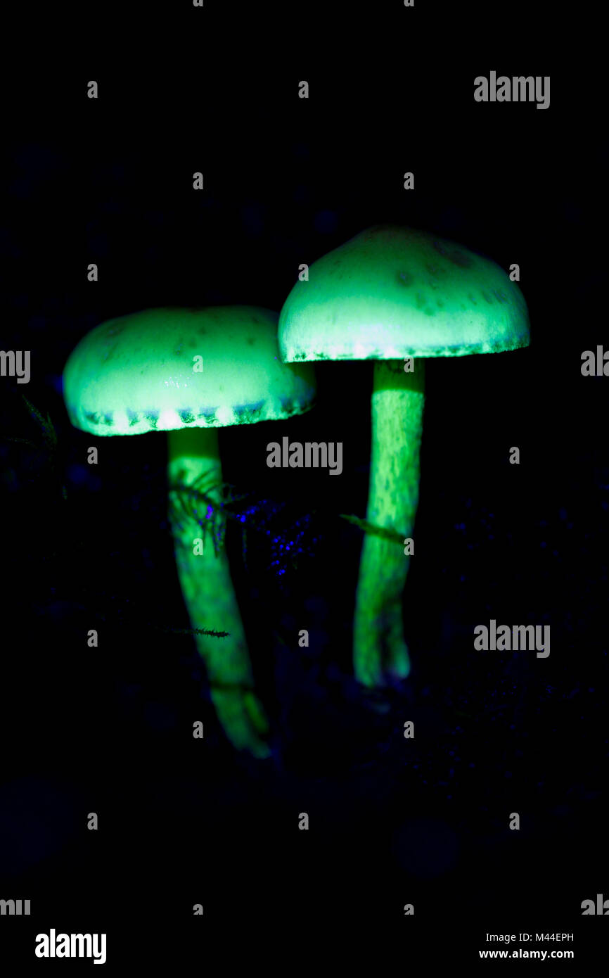 Light mushrooms hires stock photography and images Alamy