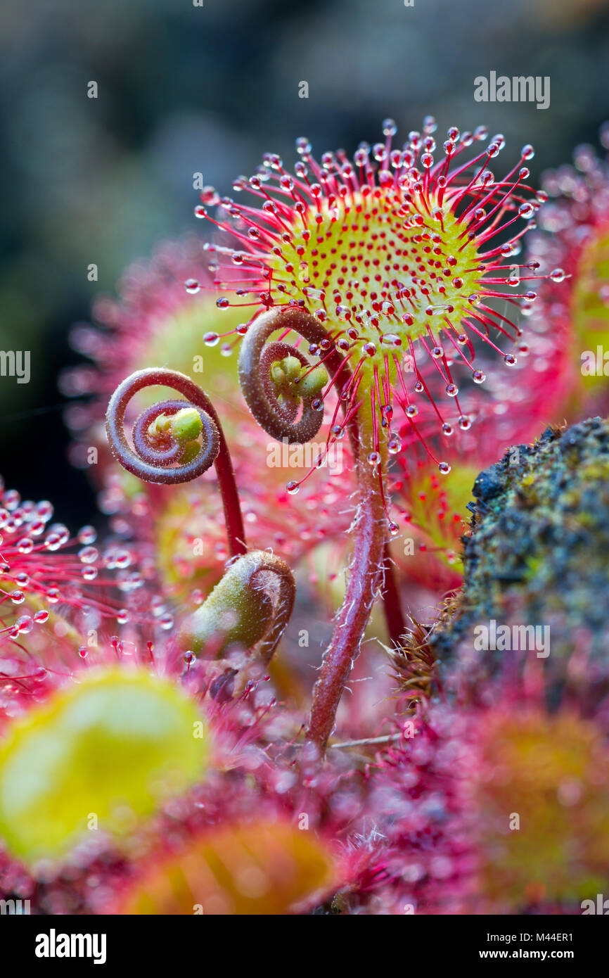 Round-leaved Sundew (Drosera rotundifolia). Leaves with tentacles. Germany Stock Photo