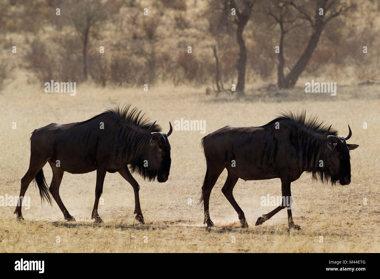 Blue Wildebeest (Connochaetes taurinus). Tw individuals roaming in the dry riverbed of the Auob river. Kalahari Desert, Kgalagadi Transfrontier Park, South Africa Stock Photo